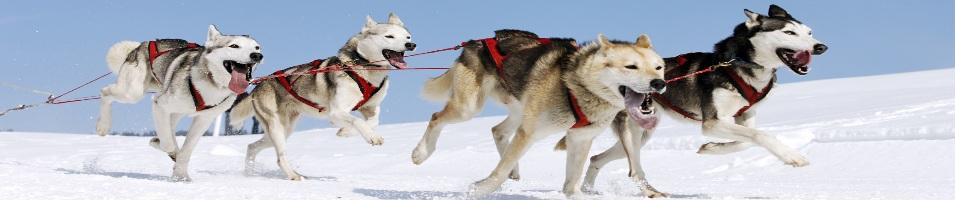 Dog Sled 